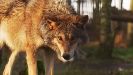 Close-up-portrait-grey-wolf-in-a-forest-lanscape-during-sunset