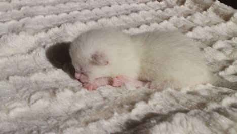 White-Newborn-Bengal-Kitten-on-a-Blanket