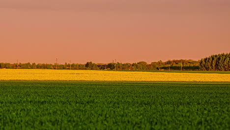 Timelapse-video-of-dark-clouds-moving-causing-a-shadow-over-the-young-green-field-of-wheat