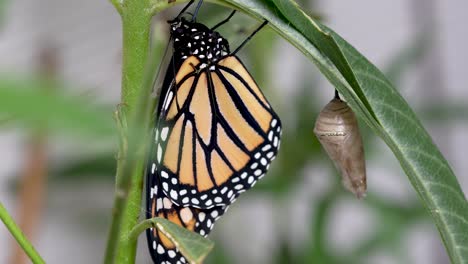 Close-up-of-a-Monarch-Butterfly-after-recently-hatching-from-cocoon