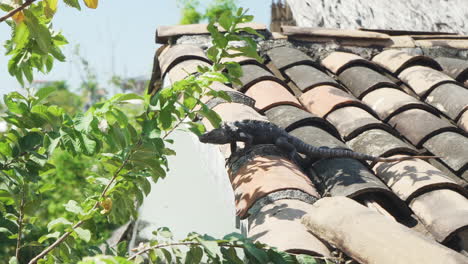 Huge-wild-iguana-lizard-on-a-rooftop-in-Puerto-Escondido,-Oaxaca,-Mexico