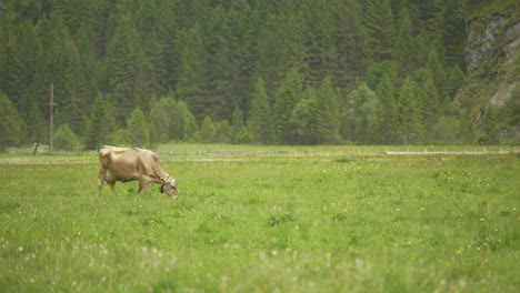Rebaño-Suizo-De-Vacas-Lecheras-Pastando-En-Un-Campo-Verde-Con-Bosques-De-Pinos-En-El-Fondo-Durante-El-Día,-Suiza