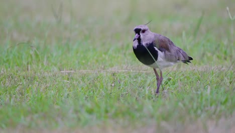 High-alert,-shield-up-southern-lapwing,-vanellus-chilensis-standing-on-the-open-field,-startled-by-the-surrounding-environment-and-slowly-walk-away