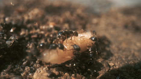 Black-ants-moving-a-grub,-macro-close-up