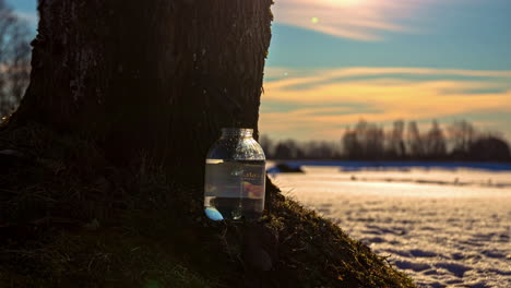 Harvesting-Raw-Maple-Juice-in-a-Jar-Directly-from-the-Trunk-of-a-Maple-Tree-with-a-Snow-Covered-Field-in-the-Background---Timelapse