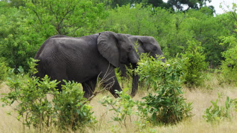 Afrikanische-Buschelefanten-Wandern-In-Der-Savanne-Mit-Grüner-Vegetation-Im-Moremi-Wildreservat-In-Botswana