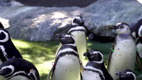 A-small-group-of-Magellanic-penguins-rests-in-a-sunny-zoo-enclosure,
