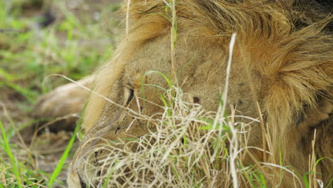 Nahaufnahme-Eines-Löwen,-Der-Auf-Dem-Gras-Des-Zentralen-Kalahari-Wildreservats-Im-Südlichen-Afrika-Schläft