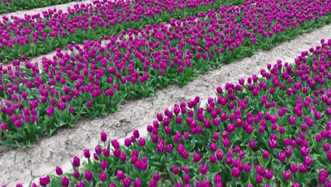 Reihen-Von-Lila-Tulpen-In-Voller-Blüte,-Luftbild