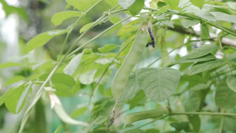 Schmetterlingserbse-Mit-Grünen-Baumblättern-Im-Bio-Garten