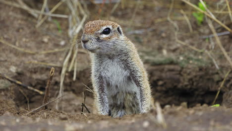 Cape-Ground-Squirrel-Observing-Surroundings-In-Central-Kalahari-Game-Reserve,-Kalahari-Desert,-Botswana