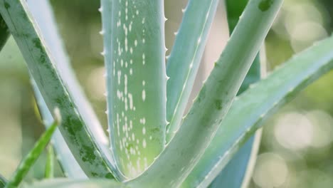 Nahaufnahme-Der-Tiefenschärfe-Einer-Aloe-Vera-Pflanze-Mit-Weißen-Flecken