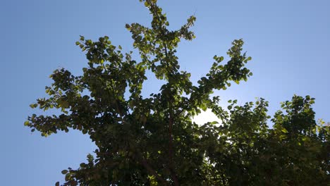 Green-tree-with-bright-sun-shining-behind-leaves-and-fruit,-Close-Up