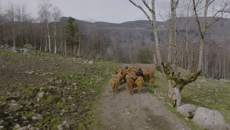 Drone-tracks-herd-of-highland-cattle-trotting-away-on-remote-mountain-track