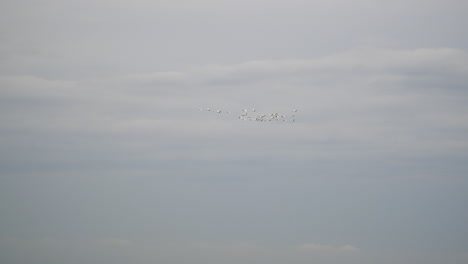 Flock-of-seaside-birds-fly-against-cloudy-sky-in-Southern-Vietnam