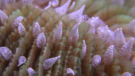 Polyps-of-Mushroom-coral-super-close-up-at-night