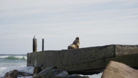 Lazy-seal,-sitting-on-rocks-along-the-seashore