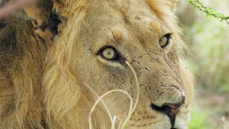 Extreme-Nahaufnahme-Eines-Männlichen-Löwen,-Der-Im-Zentralen-Kalahari-Wildreservat-In-Botswana-Den-Kopf-Schüttelt