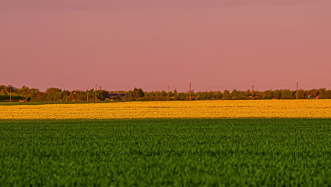 Scenic-View-Of-Green-And-Yellow-Rapeseed-Fields-In-The-Afternoon---wide-shot-fusion-clip