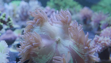 beautiful-large-branched-pink-sea-anemones-blowing-back-and-forth-with-the-water