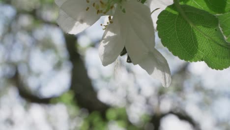 Honeybee-Hanging-On-To-Moving-White-Apple-Tree-Flower,-Slow-Motion
