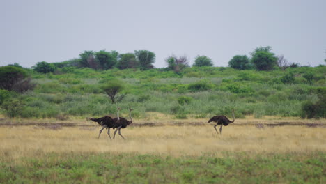 Große-Kamerafahrt-Von-Drei-Straußen,-Die-Im-Grasland-Des-Zentralen-Kalahari-Wildreservats-In-Botswana-Im-Südlichen-Afrika-Spazieren