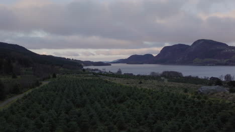 Cloudy-Sky-Over-Spruce-Tree-Plantation-With-Calm-Lake-And-Mountains-In-Background