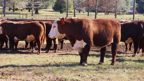 Farm-of-red-cows-close-up