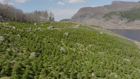 Christmas-tree-plantation-on-a-rocky-hillside-in-Norway