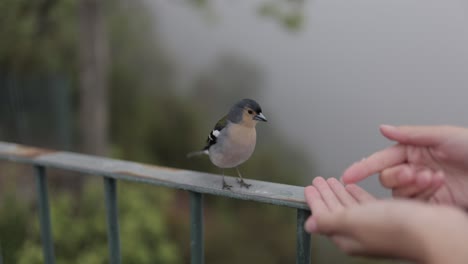 Bird-in-Maderia,-Portugal-hand-feeding---4K-120fps