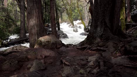 Flowing-river-whitewater-rapids-in-Yosemite-California-between-trees,-Dolly-in-reveal-shot