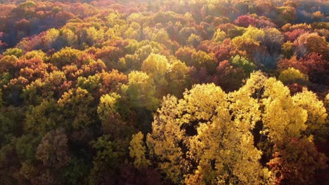 Blick-Auf-Den-Wald-Während-Eines-Herbstsonnenuntergangs