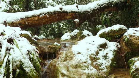 peaceful-wild-snowy-landscape-of-the-mountain-stream,-green-leaves-covered-by-snow,-steady-shot