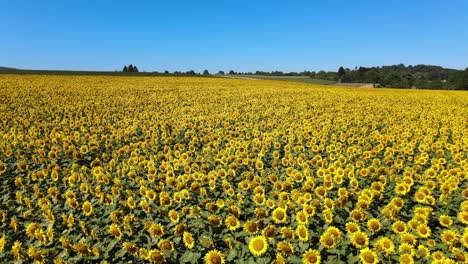 Buntes-Sonnenblumenfeld-An-Einem-Sonnigen-Tag-Mit-Klarem-Blauen-Himmel
