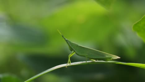 macro-clips-of-a-grasshopper-on-a-leaf