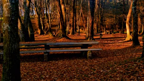 Orange-Autumnal-Woodland-With-Empty-Wood-Bench