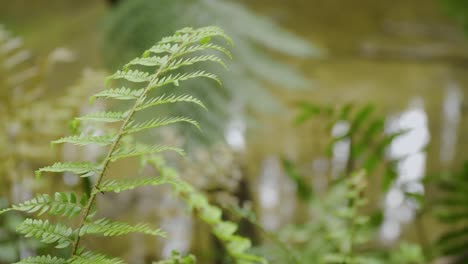 Small-Australian-fern-frond-by-the-water,-close-up