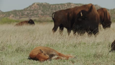 Bison-calf-taking-a-nap-in-a-prairie