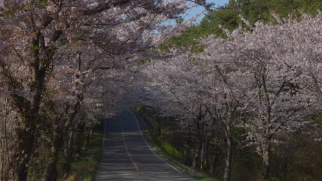 Eine-Straße-Voller-Kirschblüten