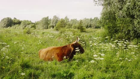 Scenic-View-Of-A-Highland-Cattle-Lying-Down-On-Green-Spring-Meadows-On-Sunny-Day