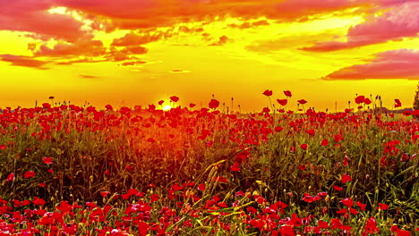 Blühendes-Rotes-Mohnfeld-Mit-Wunderschöner-Landschaft-Mit-Gelbem-Himmel-Und-Sich-Bewegenden-Wolken---Aufnahme-Eines-Goldenen-Sonnenuntergangs-Am-Horizont-Aus-Der-Tiefwinkelansicht