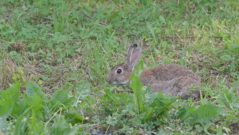 Oryctolagus-cuniculus-eating-grass,-Wild-European-Rabbit