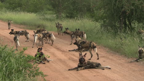 Rudel-Wilder-Hunde-Auf-Staubiger-Straße-In-Der-Afrikanischen-Savanne