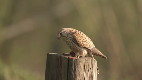 Common-Kestrel-bird-eating-hunted-mice-on-wooden-pole,-static-view