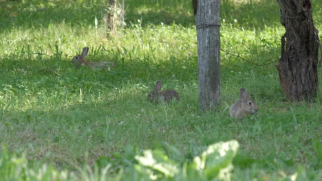 Three-wild-European-rabbits-eating-grass-in-wild-nature-meadow-grass