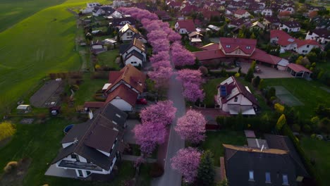 Sakura-and-cherry-blossoms-lining-the-road,-houses-and-real-estate-in-the-city-at-sunset