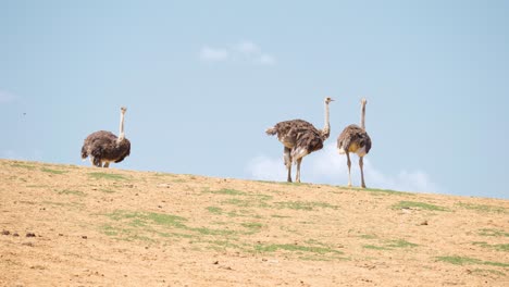 Three-Ostrich-Standing-On-The-Hill-Against-The-Blue-Sky-In-Anseong-Farmland