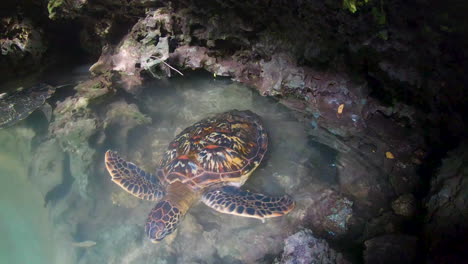 Green-sea-turtle-with-colorful-shell-swimming-in-cave-lagoon