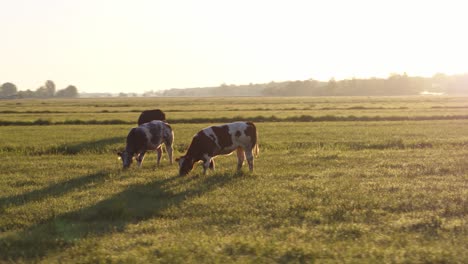 Cows-grazing-on-idyllic-Dutch-meadow-backlit-by-warm-glowing-sunset