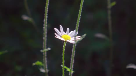 A-chamomile-flower-is-blowing-in-the-wind